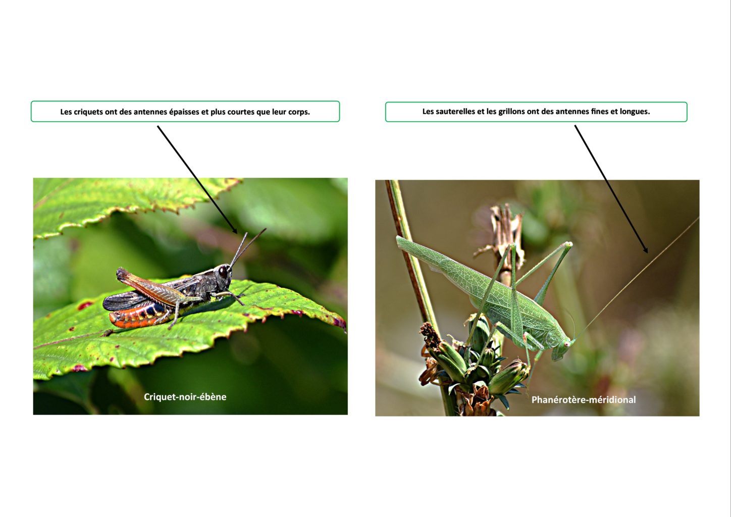 Grand-Auch-biodiversite-quelles-différences-entre-un-criquet-et-une-sauterelle